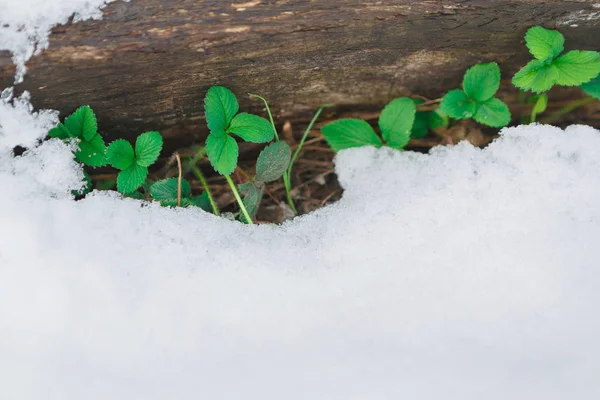 Log covering with snow and the first green leaves — Stock Photo, Image