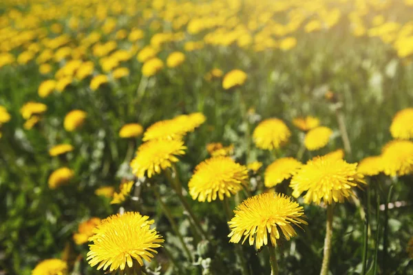 Yellow dandelion field closeup. Flower background. Stock Picture