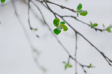 Yeşil yaprakları ilkbaharda kar erir
