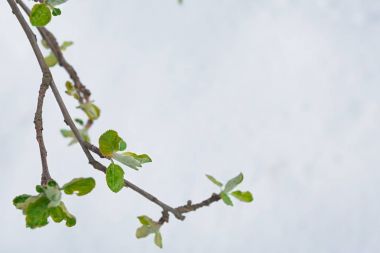 Yeşil yaprakları ilkbaharda kar erir