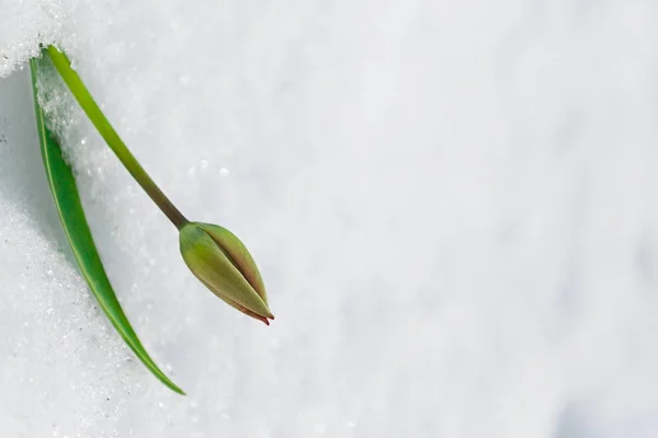 Bud tulipa sob a neve na primavera — Fotografia de Stock