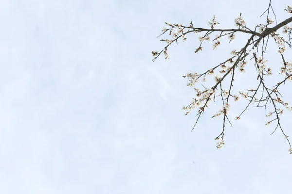 Anbud aprikos blossom knoppar och blommor på våren — Stockfoto