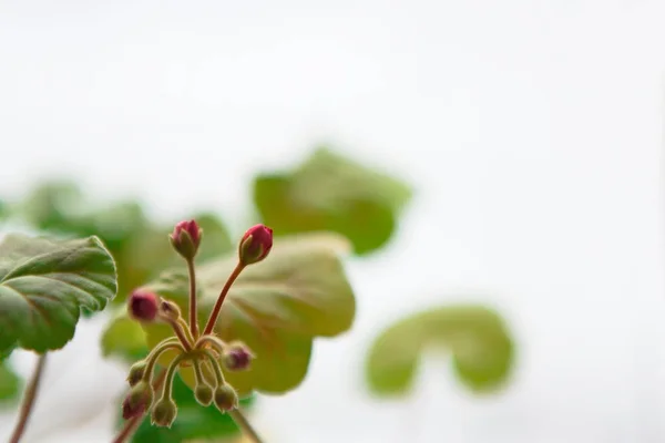 Första gröna blad och blommor på våren — Stockfoto