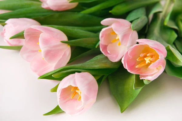 Tulipas cor de rosa no fundo branco, close-up — Fotografia de Stock