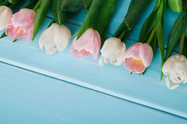 White and pink tulips on blue wood background, copy space