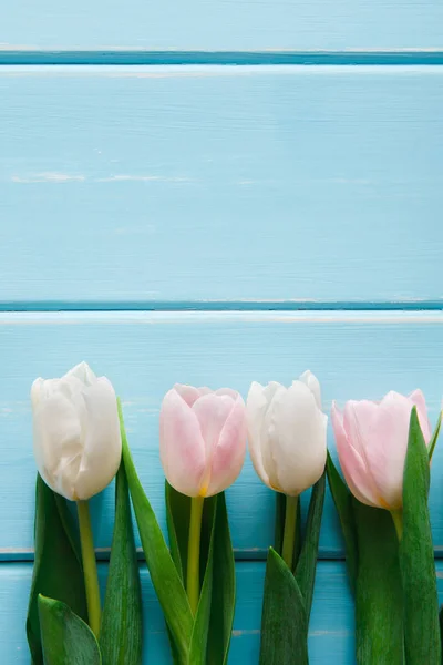 Fresh tulips on blue wood background, copy space