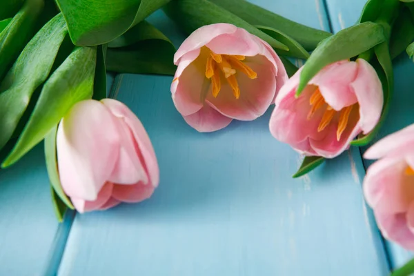 Tulipas cor-de-rosa em fundo de madeira azul, espaço de cópia — Fotografia de Stock