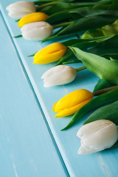 Flores. tulipas amarelas e brancas em fundo de madeira azul . — Fotografia de Stock