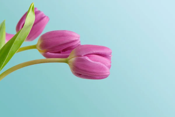 Ramo de tulipanes violeta sobre fondo azul — Foto de Stock
