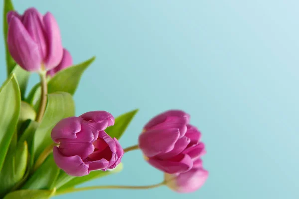 Ramo de tulipanes violeta sobre fondo azul — Foto de Stock