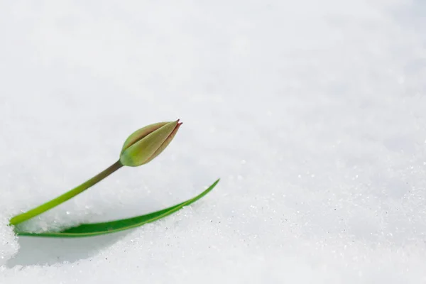 Bud tulipa sob a neve na primavera — Fotografia de Stock