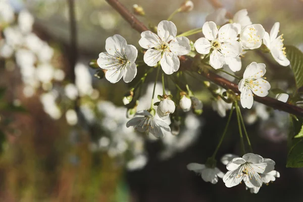 Albero di ciliegio fiore primaverile, ramo con fiori primo piano — Foto Stock