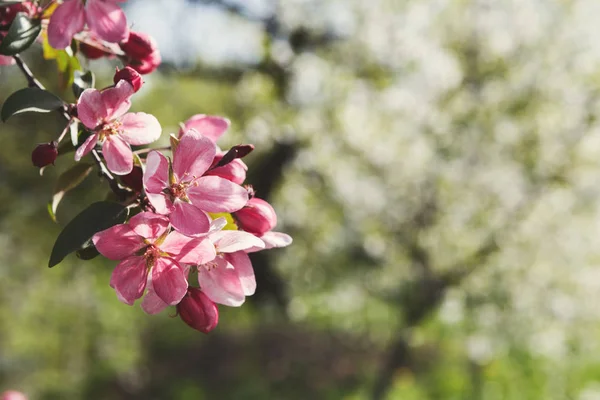 Melo in fiore, primavera natura sfondo — Foto Stock