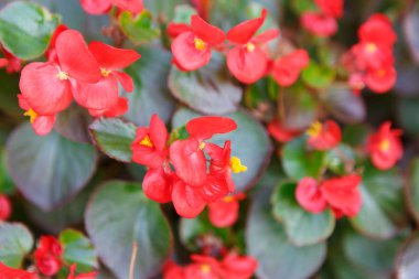Kırmızı homo closeup, arka plan çiçeklenme çiçekler