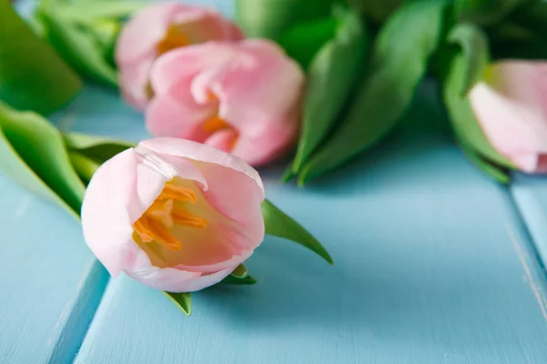 Tulipas cor-de-rosa em fundo de madeira azul, espaço de cópia — Fotografia de Stock