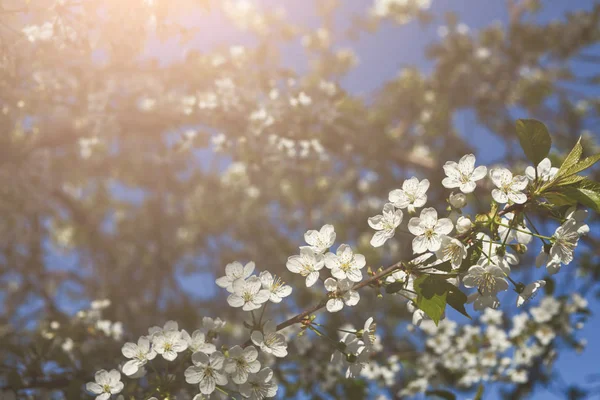 Flor de primavera de cerezo, rama con flores de primer plano — Foto de Stock