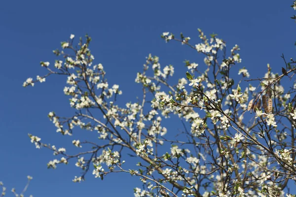 Fiore primaverile di ciliegio, ramo con fiori — Foto Stock