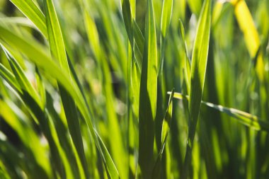 Taze yeşil çim arka plan, portre resim