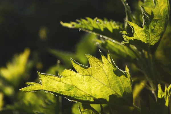 Bilden av färska gröna blad bakgrund, närbild — Stockfoto