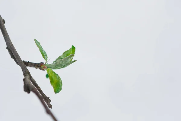 Зеленые листья весной, снег тает — стоковое фото