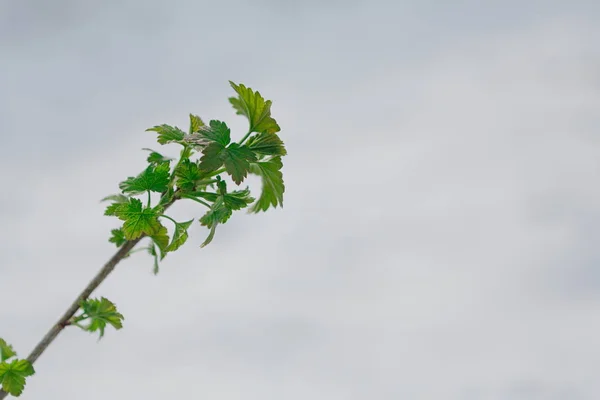 Gröna blad på våren, snön smälter — Stockfoto