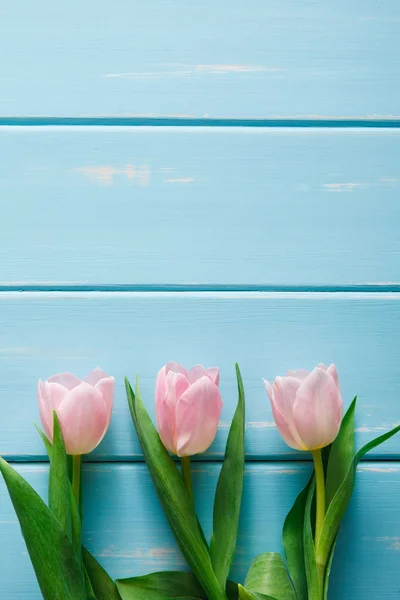 Рожеві тюльпани на фоні синього дерева, копіювання простору — стокове фото