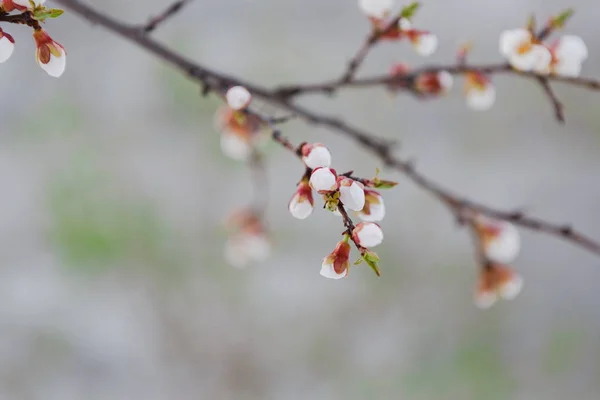 Nabídka meruňkový květ poupata a květy na jaře — Stock fotografie