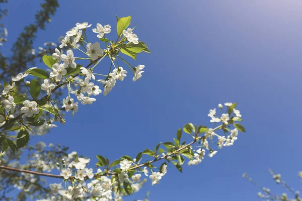 Cherry tree spring blossom, branch with flowers closeup — Stock Photo, Image