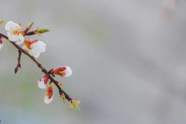 Tierna flor de albaricoque brotes y flores en la primavera — Foto de Stock