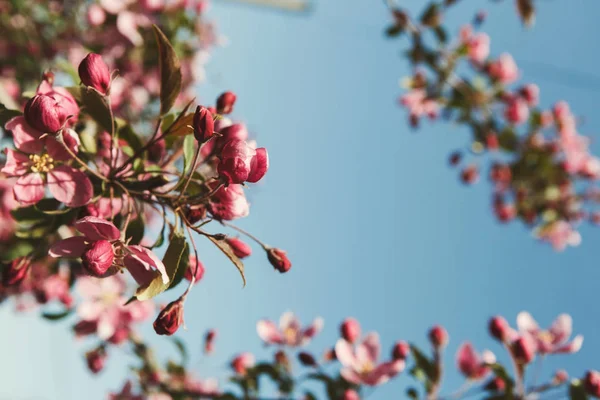 Manzano en flor, fondo de naturaleza primaveral —  Fotos de Stock