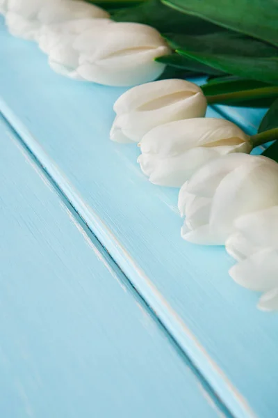 White tulips on blue wood background, copy space