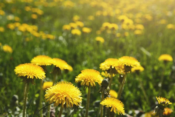 Zbliżenie żółty mniszek pola. Tło kwiat. — Zdjęcie stockowe