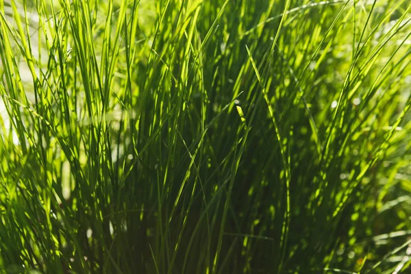 Imagen de fondo de hierba verde fresca, primer plano — Foto de Stock
