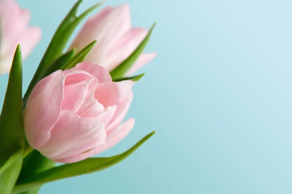 Bouquet di tulipani rosa su sfondo blu — Foto Stock