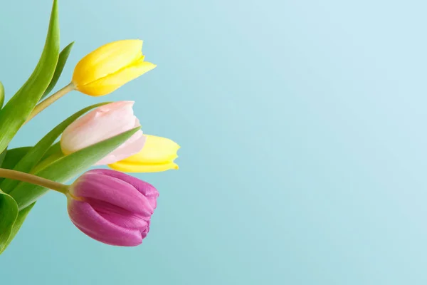 Jasne tulipany bukiet zbliżenie na niebieskim tle — Zdjęcie stockowe