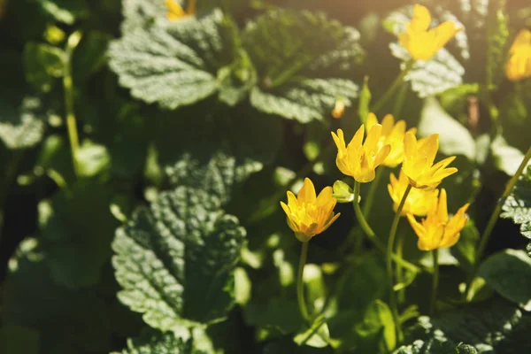 Bellissimi fiori gialli primaverili primo piano. Sfondo fiore — Foto Stock