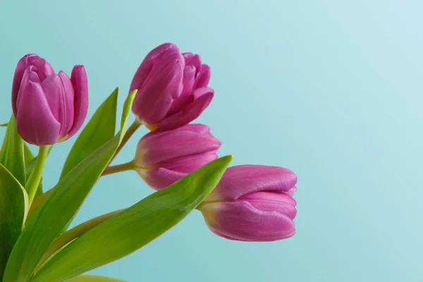 Fioletowe tulipany bukiet na niebieskim tle — Zdjęcie stockowe