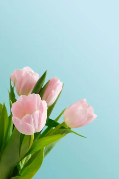 Ramo de tulipanes rosados sobre fondo azul — Foto de Stock