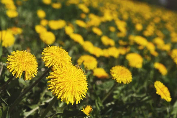 Zbliżenie żółty mniszek pola. Tło kwiat. — Zdjęcie stockowe
