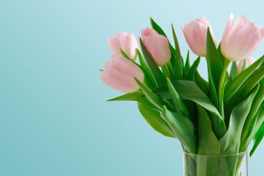 mavi arka plan üzerinde Pembe Lale buketi