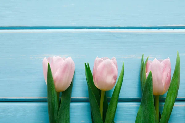 Tulipas cor-de-rosa em fundo de madeira azul, espaço de cópia — Fotografia de Stock