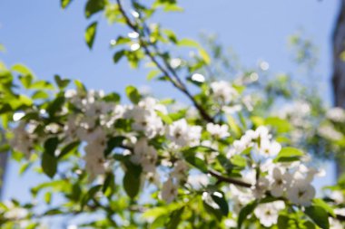 Kiraz ağacı bahar çiçeği, çiçek şube