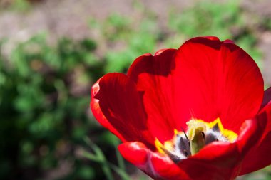 Güzel kırmızı lale portre. Çiçek arka plan