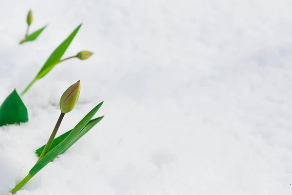 Bud tulipa sob a neve na primavera — Fotografia de Stock