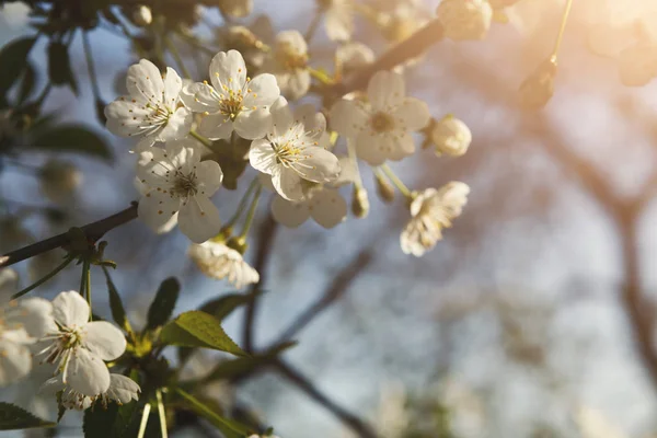 Albero di ciliegio fiore primaverile, ramo con fiori primo piano — Foto Stock