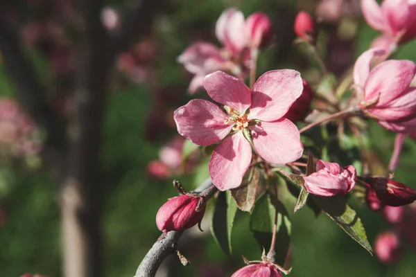 Manzano en flor, fondo de naturaleza primaveral — Foto de Stock