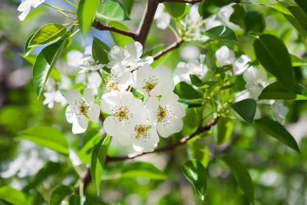 Cherry tree spring blossom, branch with flowers — Stock Photo, Image