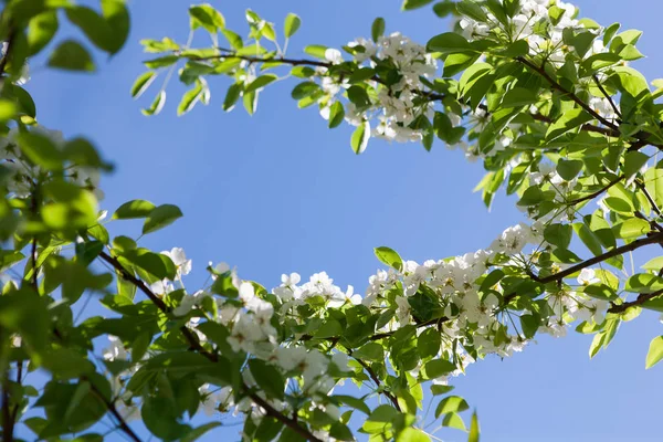 Flor de primavera de cerezo, rama con flores — Foto de Stock