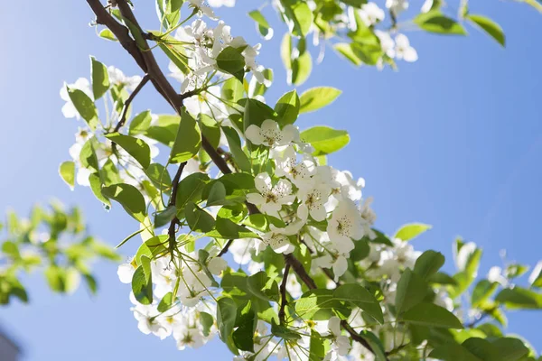 Cherry tree spring blossom, branch with flowers — Stock Photo, Image