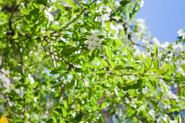 Cherry tree spring blossom, branch with flowers — Stock Photo, Image